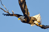 Eagle at Squaw Creek