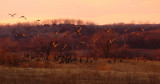 Geese During Twilight Glow