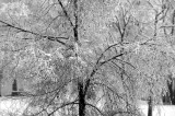 Snowy Morning