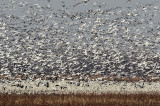 Snow Geese at Squaw Creek