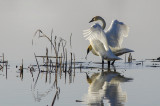 Swans at Squaw Creek