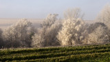 Frozen Fog Display