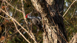 Pileated Woodpecker at Elam Bend