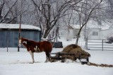 Horse in Winter