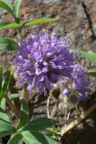 Hydrophyllium capitatum var. captiatum