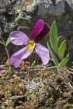 Viola trinervata