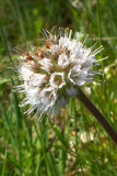 Hydrophyllum capitatum var. thompsonii