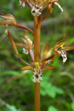 Corallorhiza maculata var. maculata