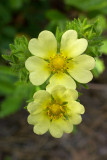 Potentilla recta