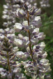 Lupinus sulphureus