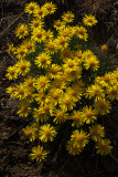 Erigeron linearis