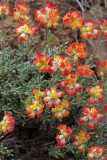 Eriogonum thymoides