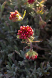 Eriogonum douglasii var. douglasii