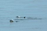 Orcinus orca