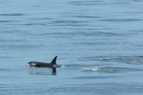 Orcinus orca