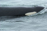 Orcinus orca