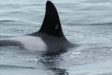 Orcinus orca