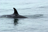 Orcinus orca