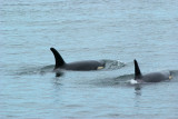 Orcinus orca