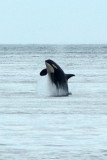 Orcinus orca