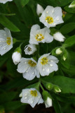 Polemonium pulcherrimum var. pilosum