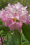 Rhododendron macrophyllum