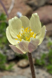 Anemone drummondii var. drummondii