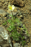 Anemone drummondii var. drummondii