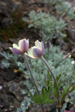 Anemone multifida