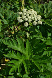 Heracleum maximum