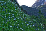 Subalpine Meadow (N. Cascades)