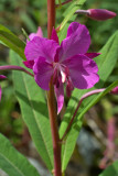 Chamerion angustifolium