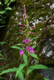 Chamerion angustifolium