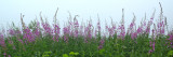 Chamerion angustifolium