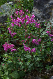 Chamerion latifolium
