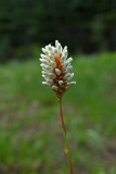 Bistorta bistortoides