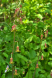 Anticlea occidentalis