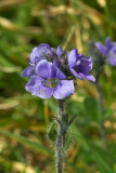 Veronica wormskjoldii