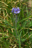 Veronica wormskjoldii