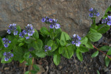 Veronica wormskjoldii