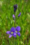 Veronica cusickii