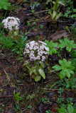 Petasites frigidus var. palmatus