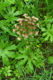 Petasites frigidus var. palmatus