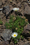 Erigeron compositus