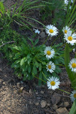 Erigeron flettii