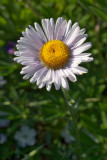 Erigeron peregrinus ssp. peregrinus
