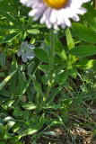 Erigeron peregrinus ssp. peregrinus