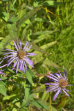 Symphyotrichum spathulatum var. spathulatum