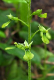 Listera caurina