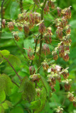 Thalictrum occidentale